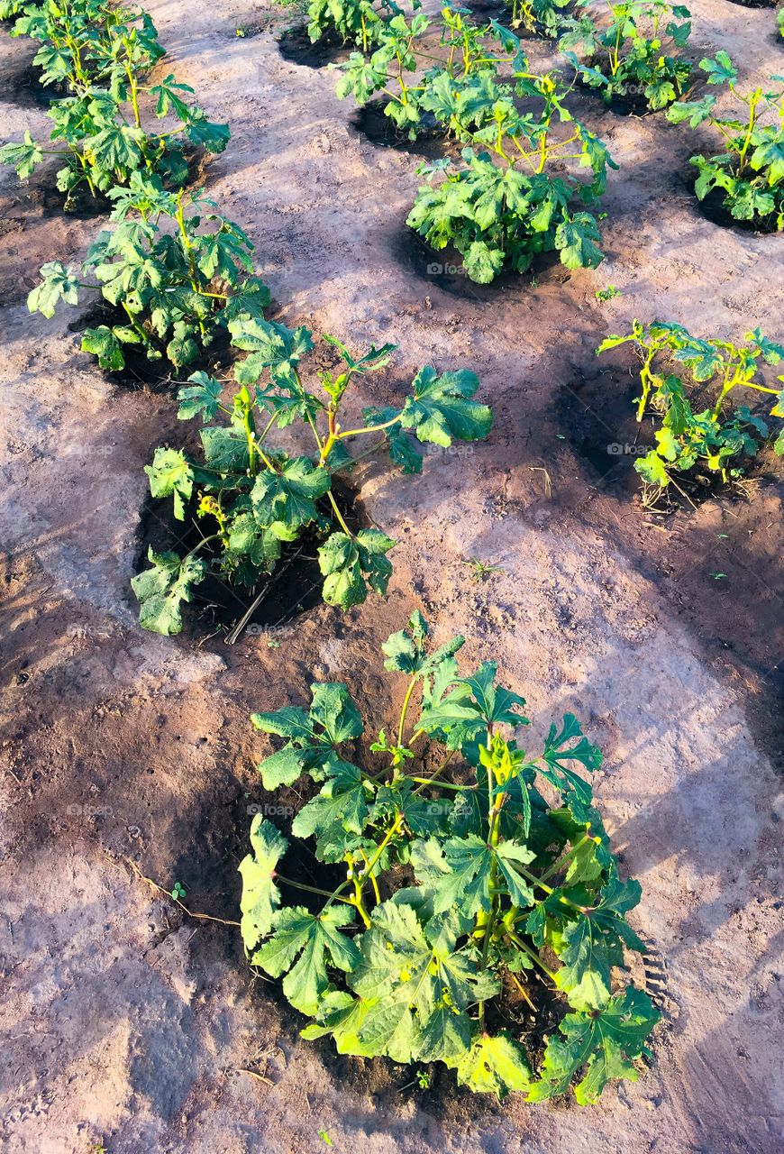 Bright green young eggplants sprouts in a transplanted into high water retention holes in a sustainable garden in West Africa. 