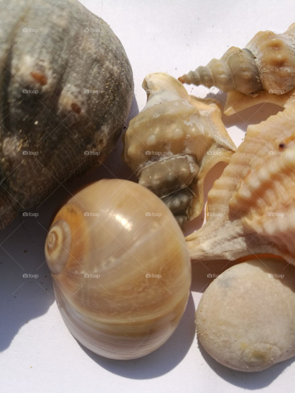 shell