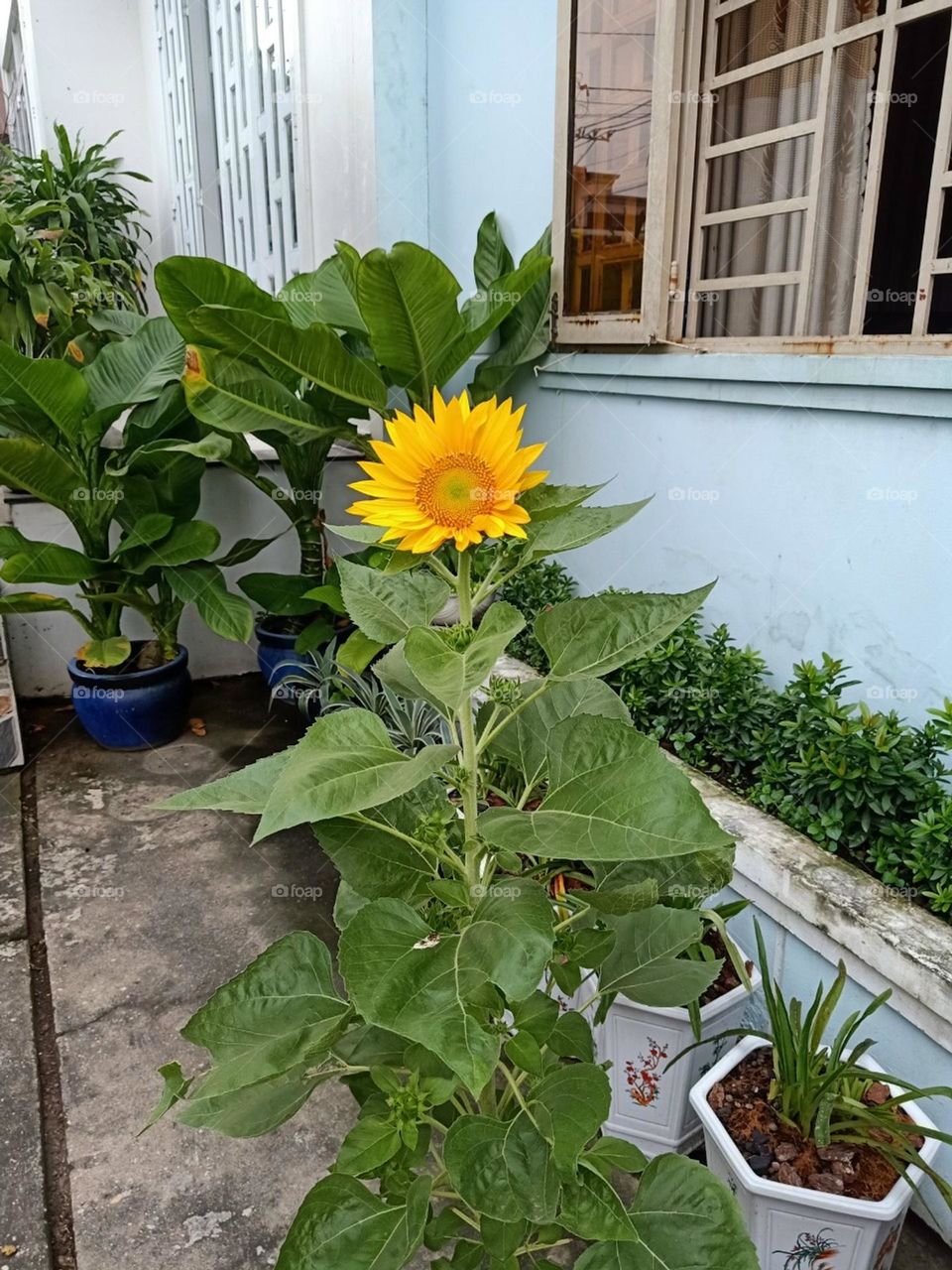 Hoa Hướng Dương