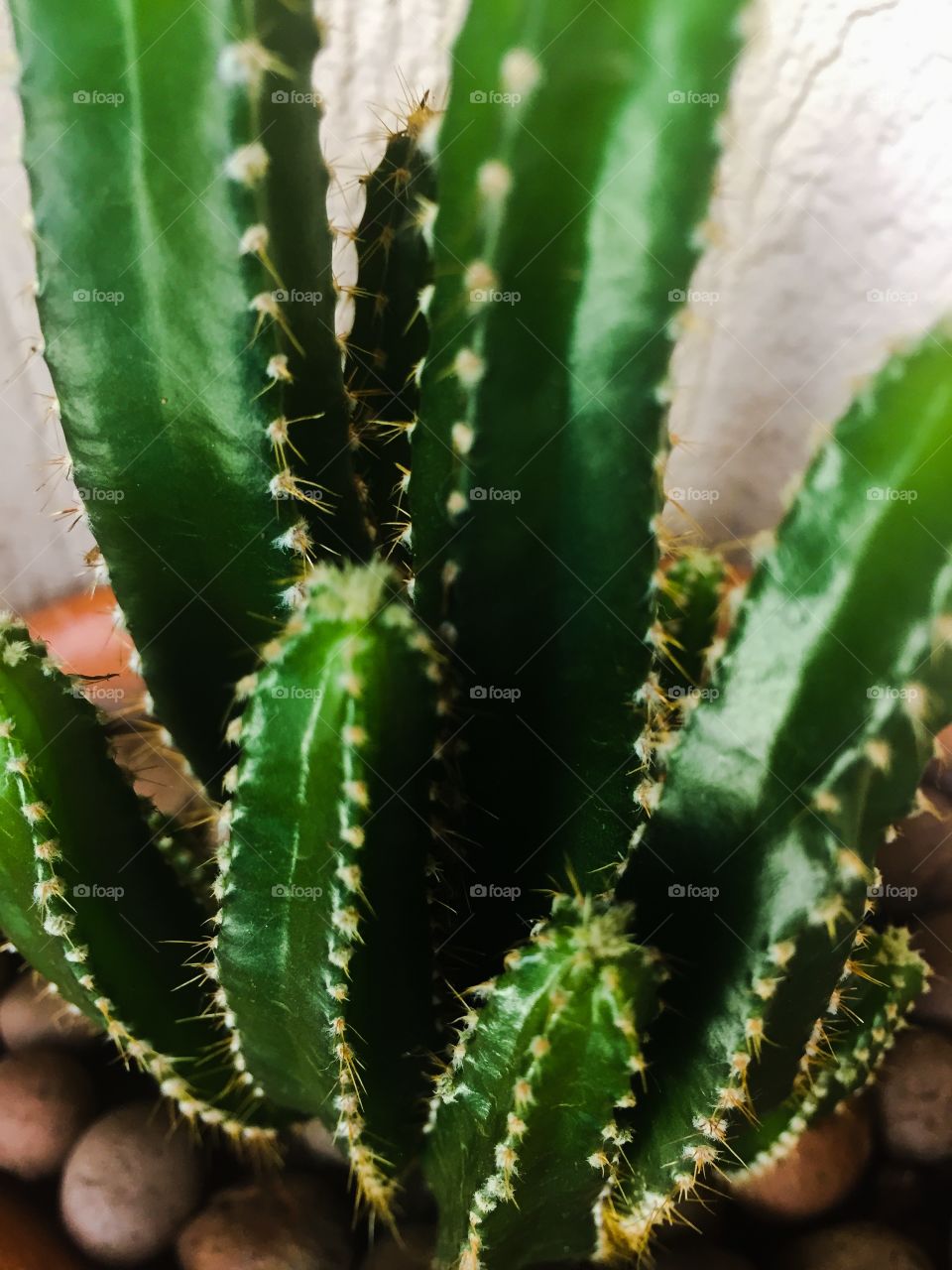 Cactus plant