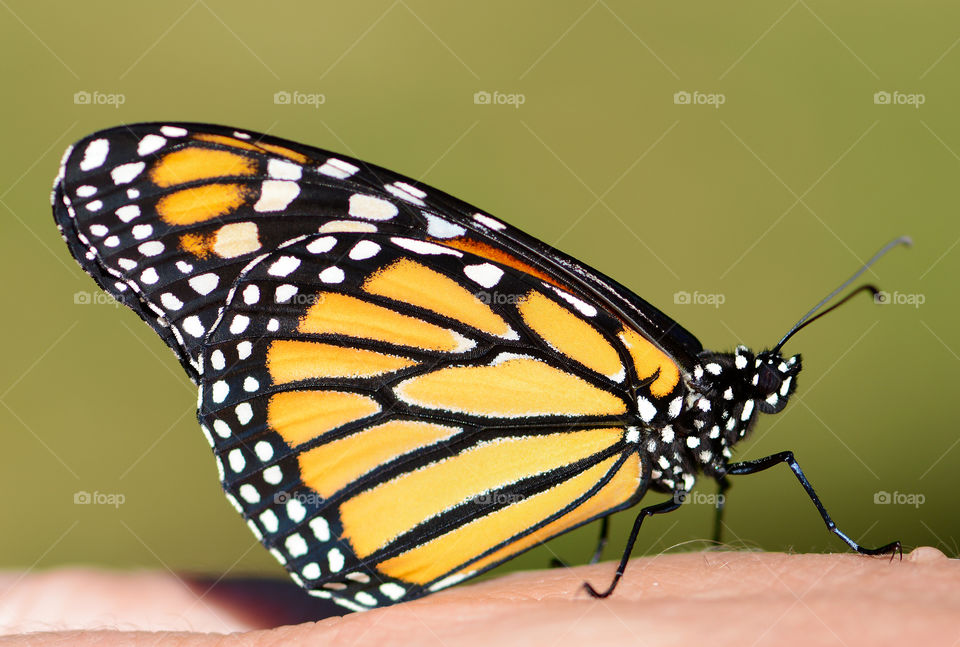 Close up of a monarch butterfly ready for its first flight 
