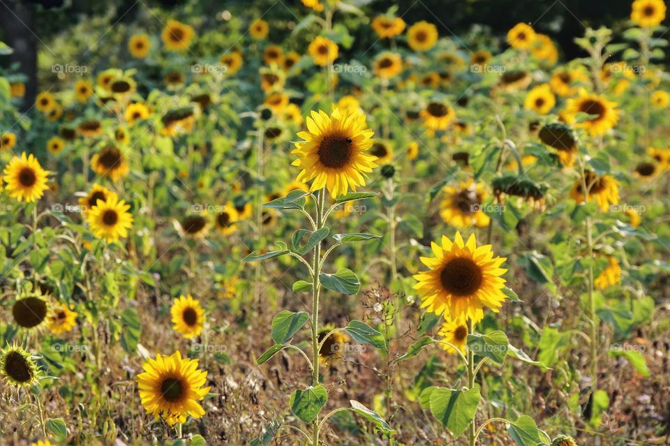 Sunflower field