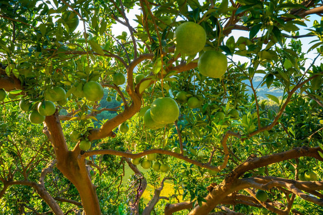 orange tree in the garden