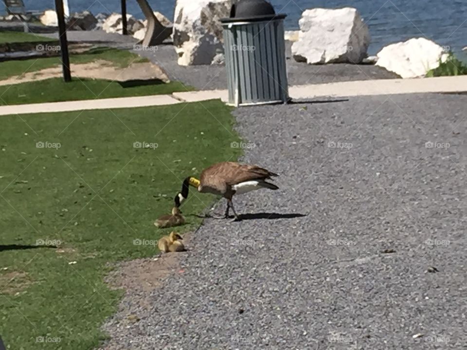 A Goosy Gander. Copyright © CM Photography. May 2019.