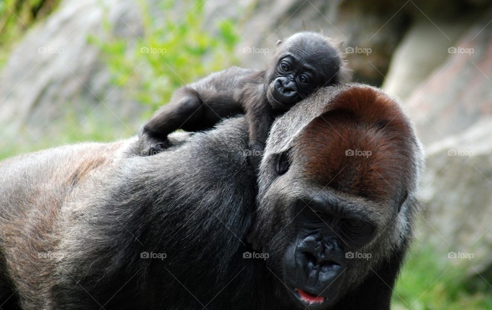 Gorilla carrying its young one