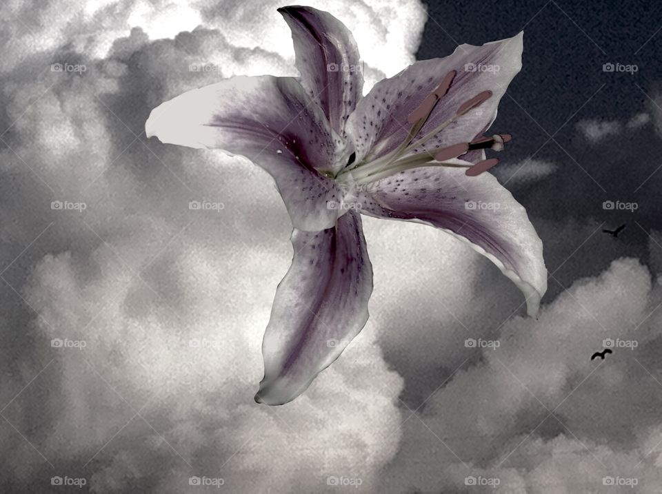 Lily in the sky. Unique 