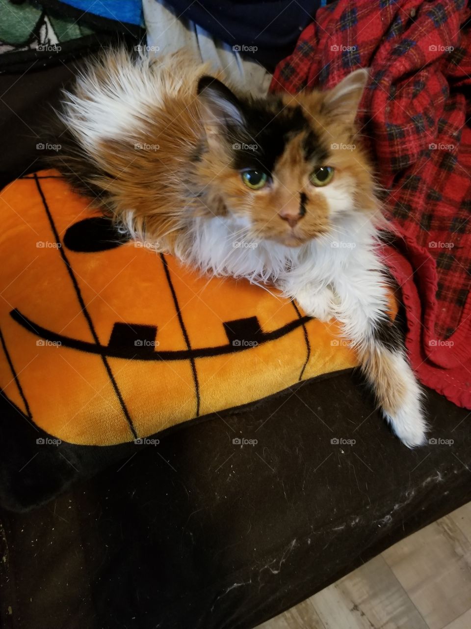 cat on pumpkin pillow