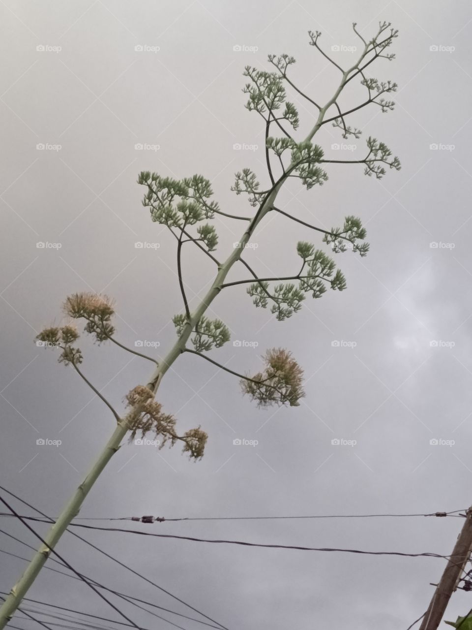 aspiring century plant