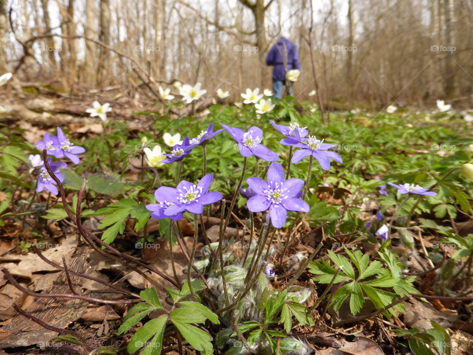 Hepatica and anemones field