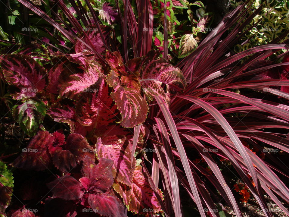 Pink plant