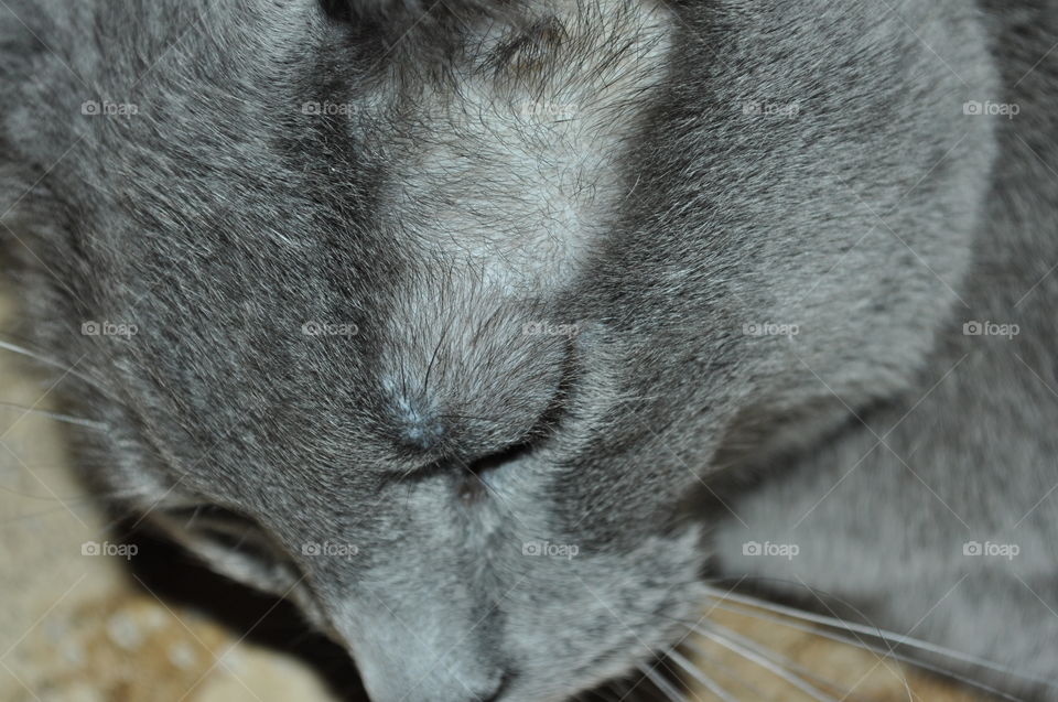 Russian blue too