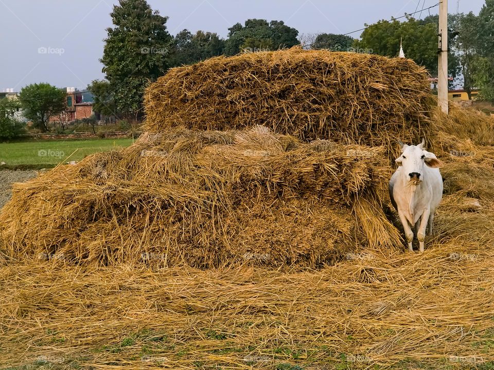 cow with crop waste