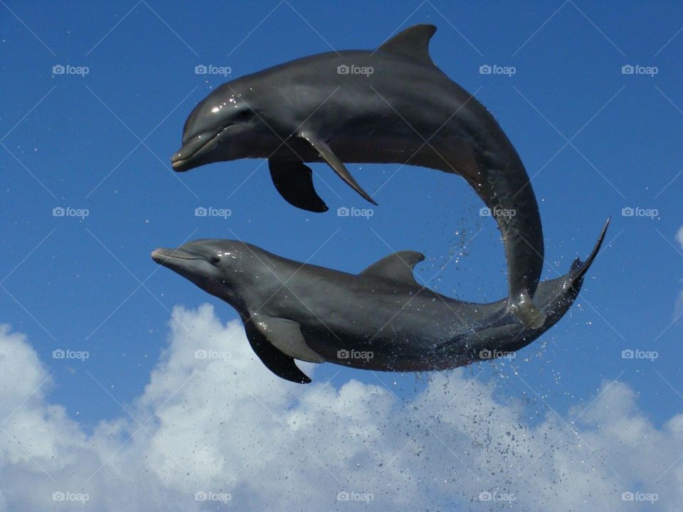 Dancing Dolphins in the sky 