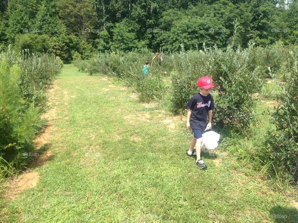 Blueberry picking