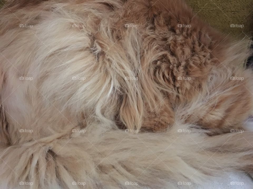 Orange fluffy long haired cat curled into a ball on a chair