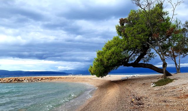 A tree at beach