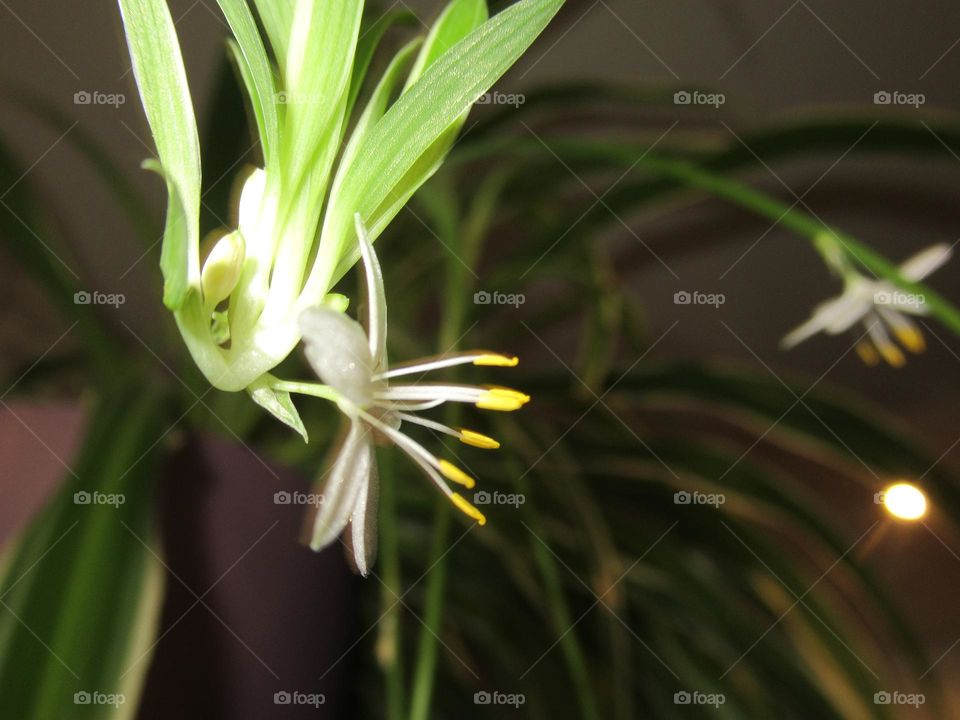 home plant, home flower chlorophytum, saturates the air with oxygen, pleases the eye