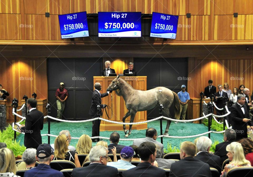 zazzle.com/Fleetphoto at the Saratoga Select Yearling Sales