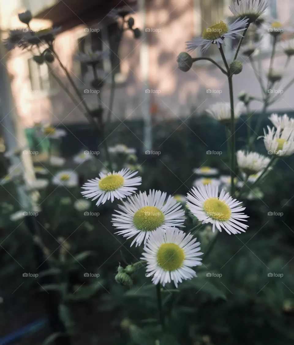 The quiet beauty 