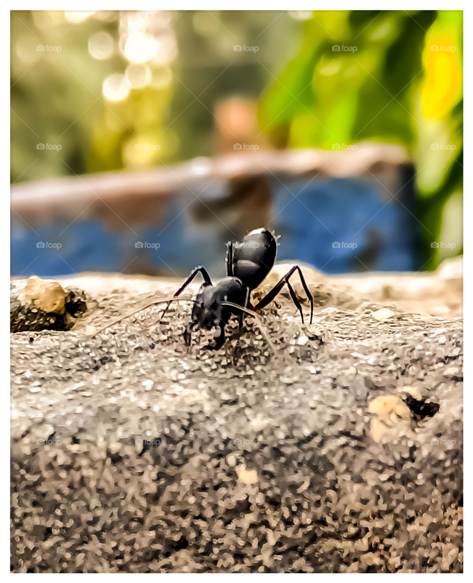 Indian Black garden ant nice looking image