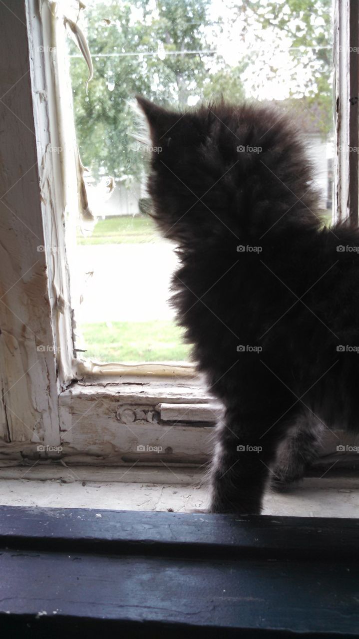 kitten in the window