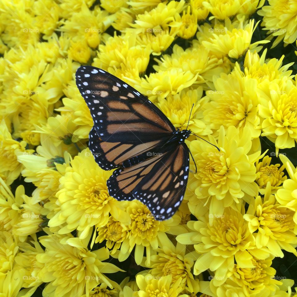 Butterfly & Flowers 