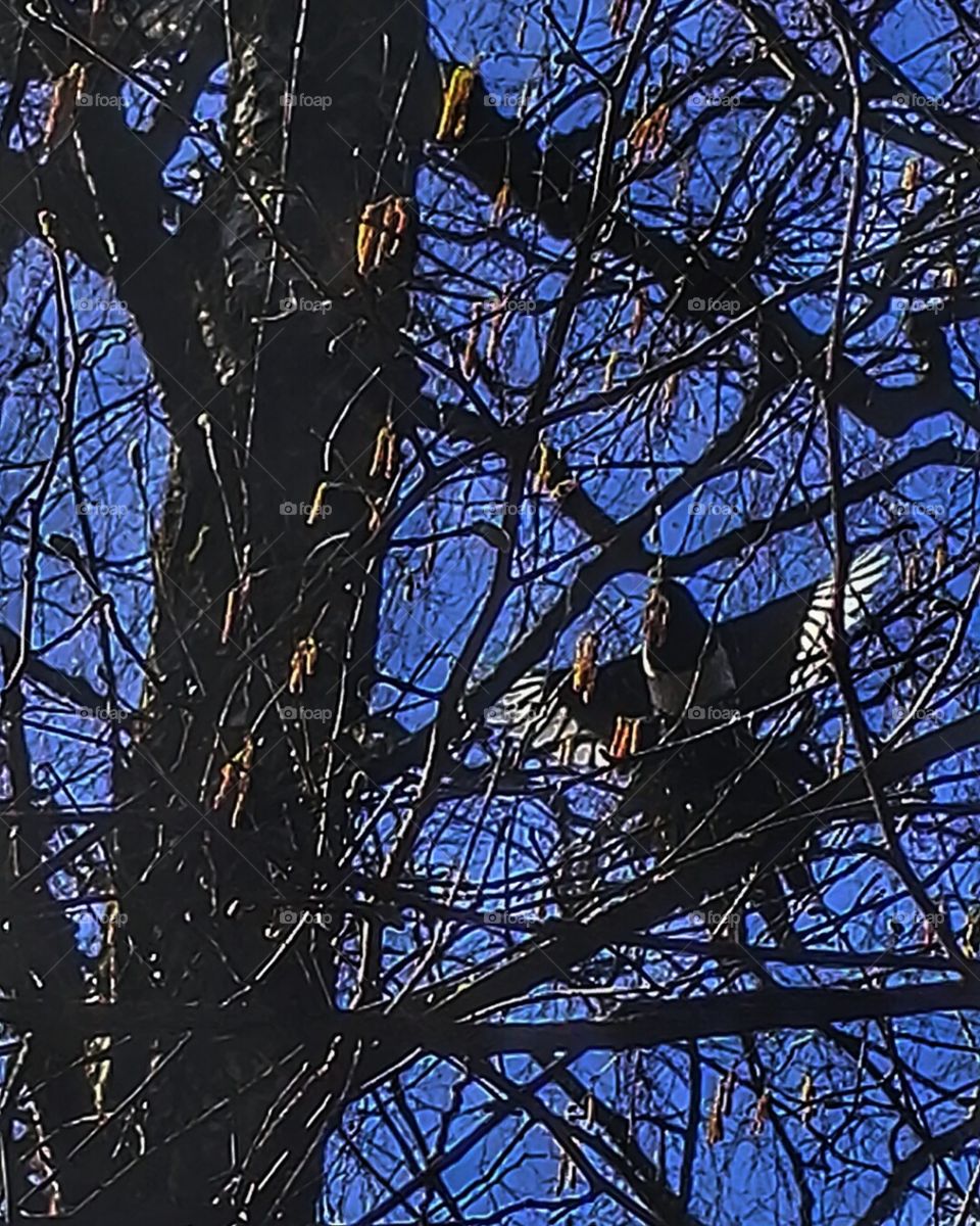 bird in the tree