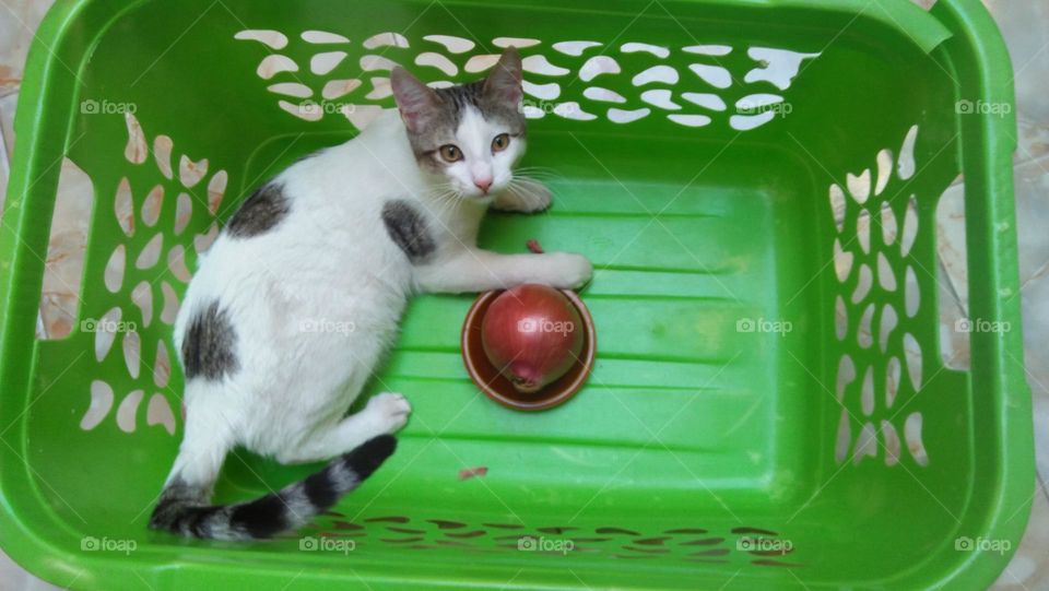 My white cat's in a green basket.