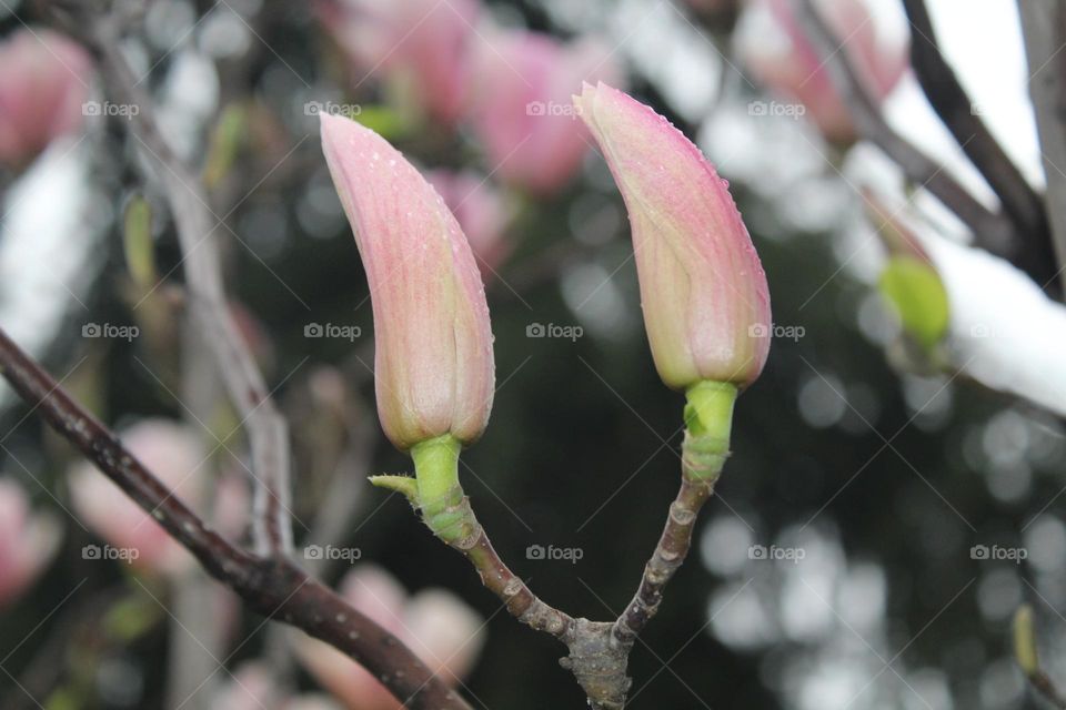 Magnolia buds