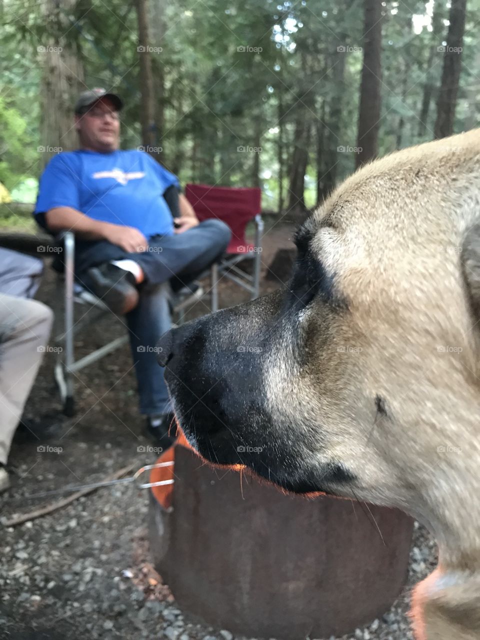 Dog at campfire. Keeping watch. 