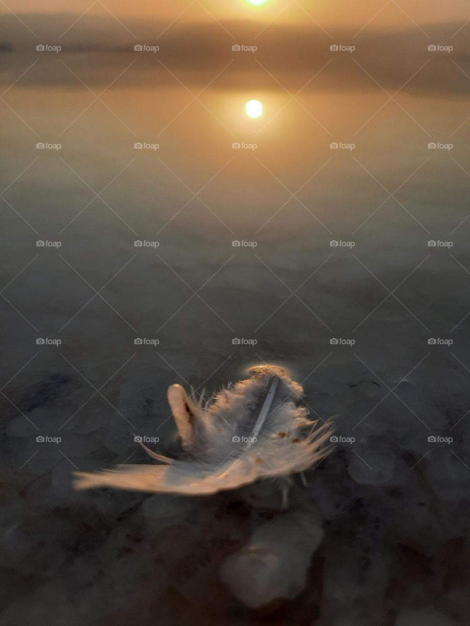 feather on the water