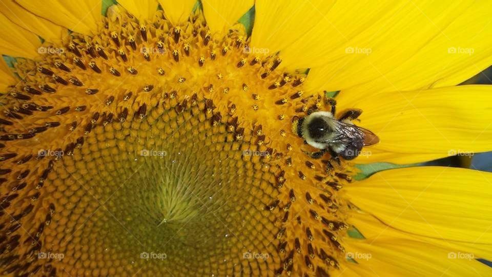 sunflower