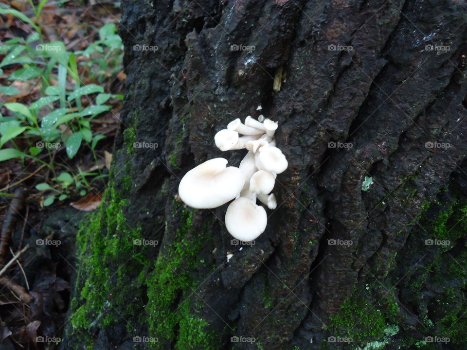 wild mushrooms