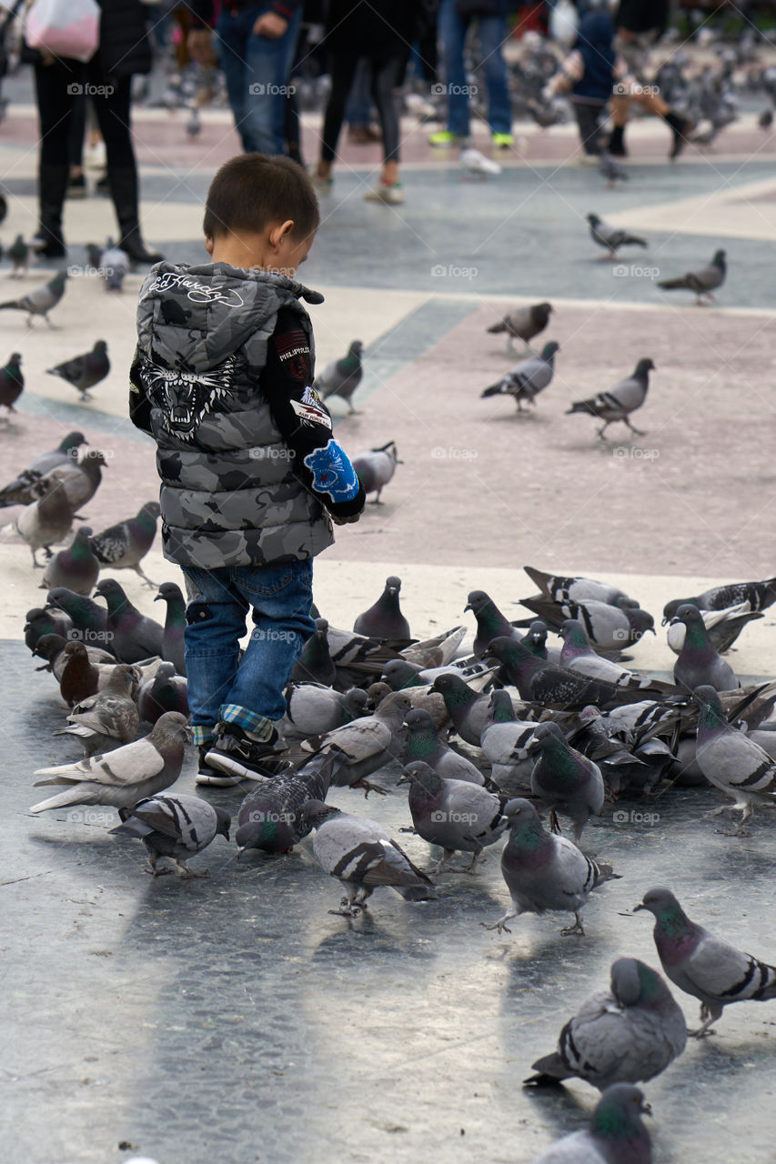 Pigeons in the City