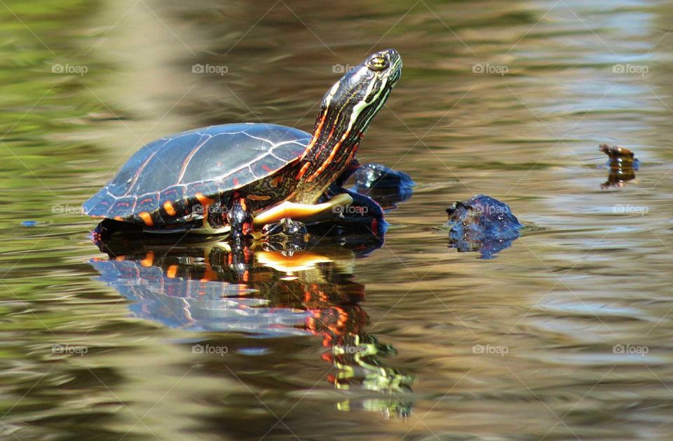 Painted Turtle perfect reflection