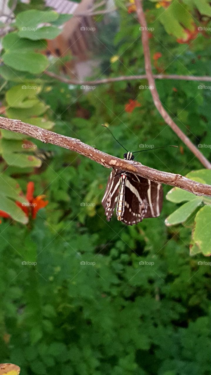 Peekaboo Butterfly