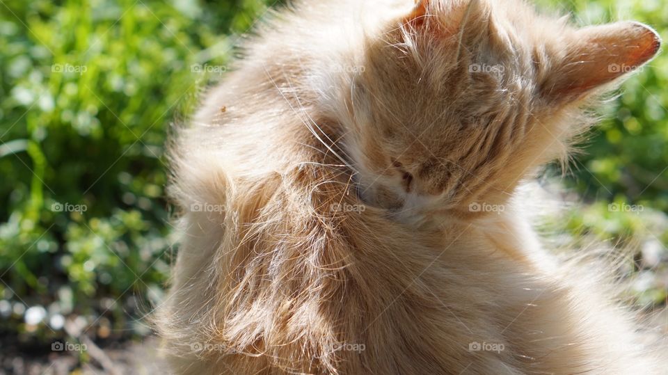 Close-up of a fluffy cats