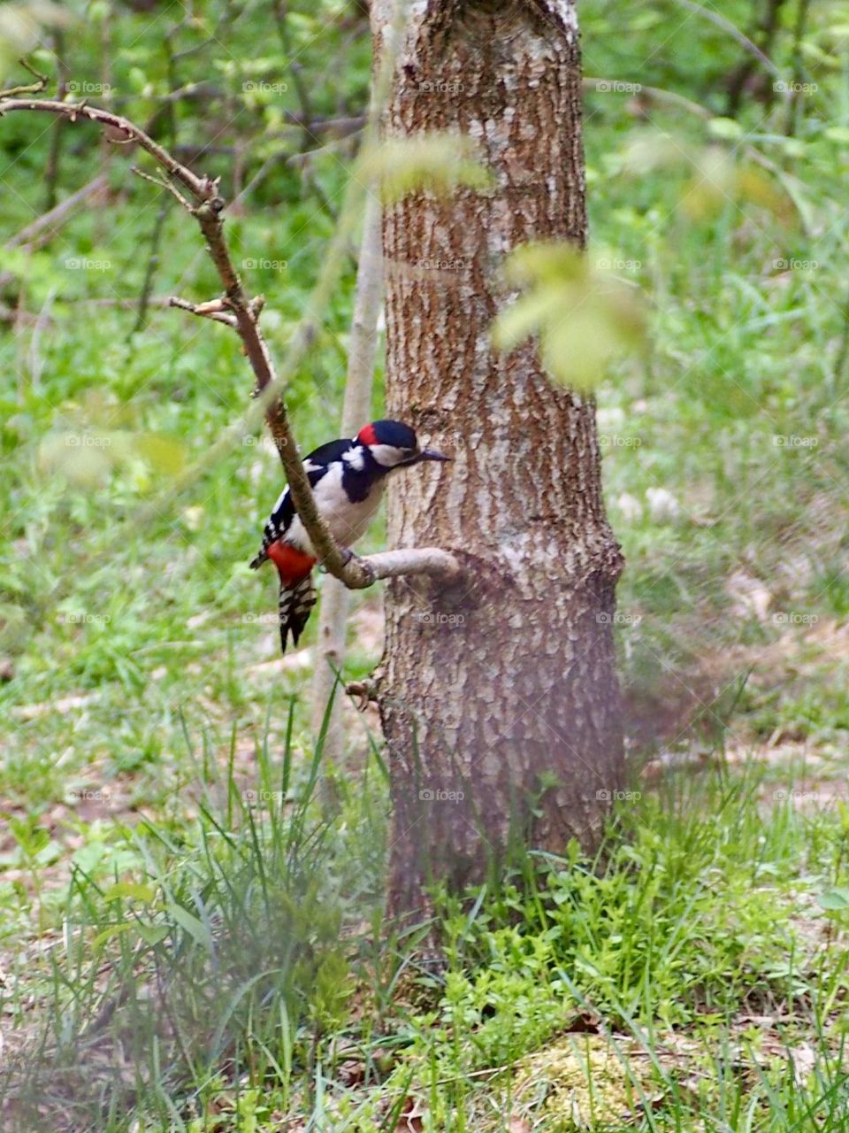 curious woodpecker