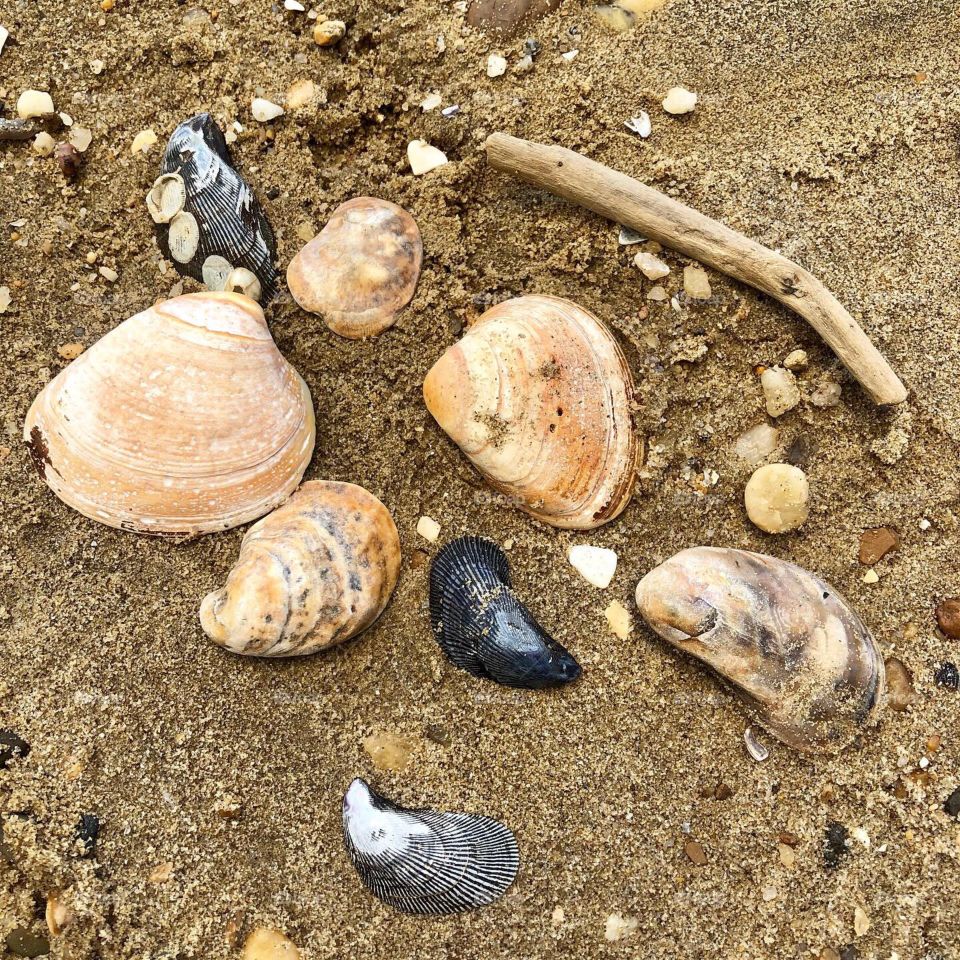 Assorted shells by the riverside 