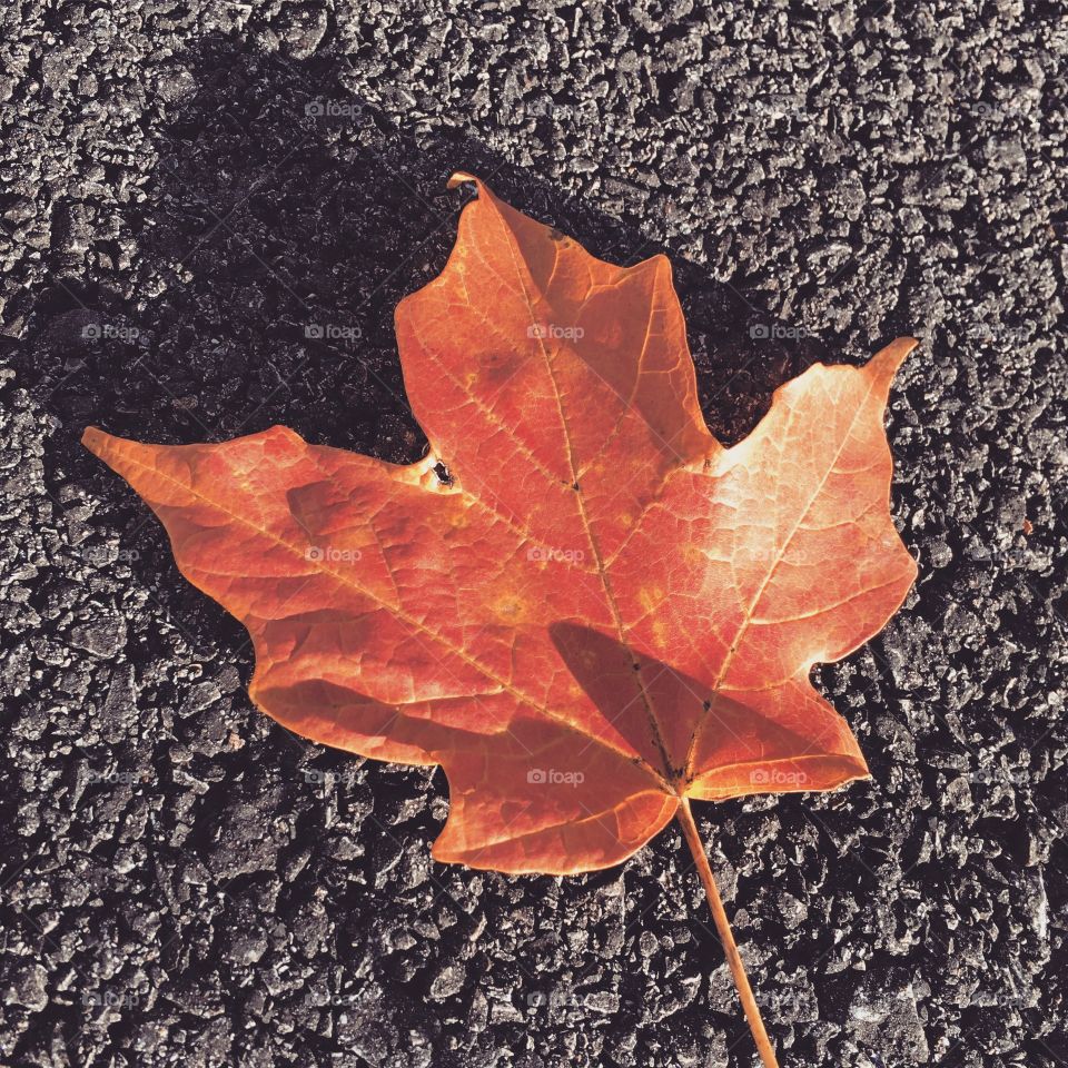 A single, browning leaf sitting on a driveway.