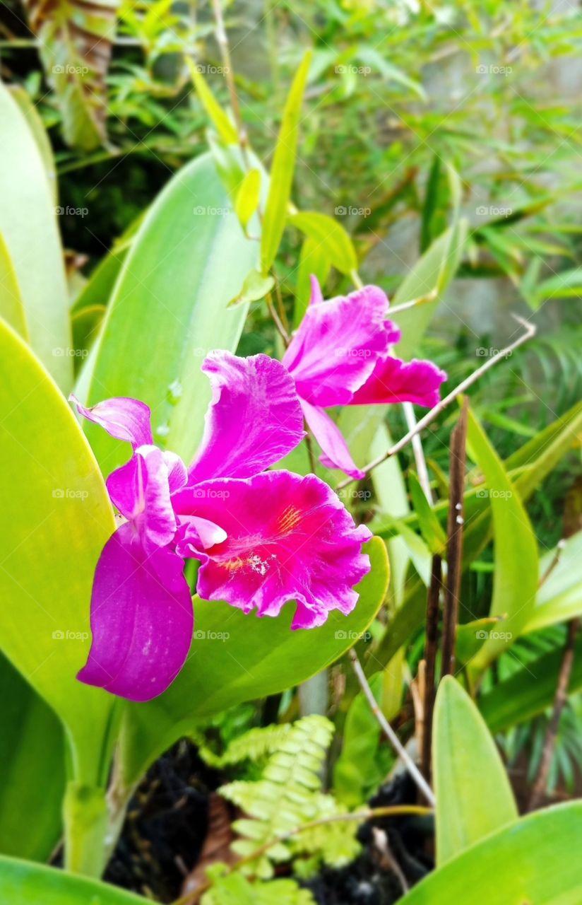 This is a pink Cattleya Orchid.🌸
It is native to South America and usually the best-known orchid because of its large flowers and attractive colors.