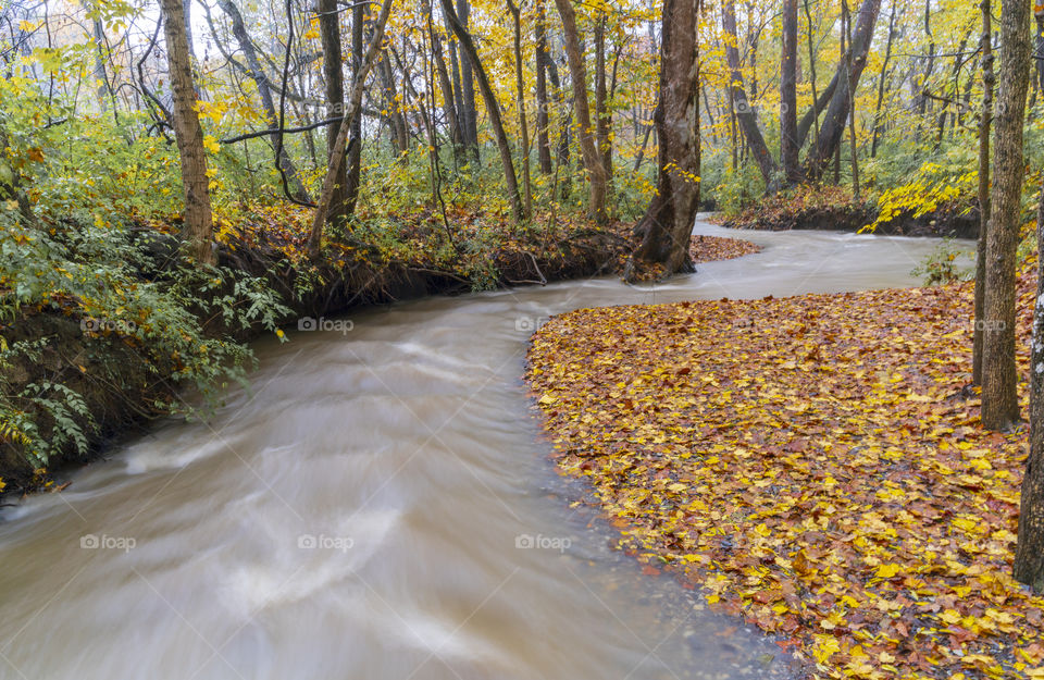 Creek flowing the woods during the fall, colorful leaves