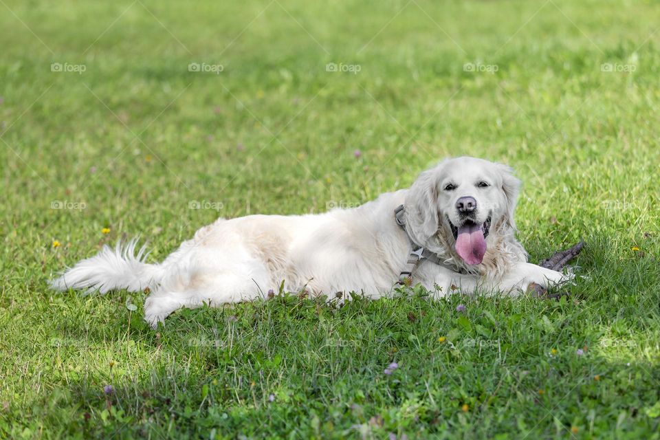 Cute Labrador dog hiding in the green grass from the summer heat