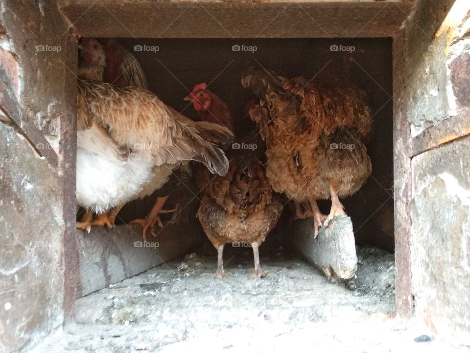 Chicken in chicken coop, turned back