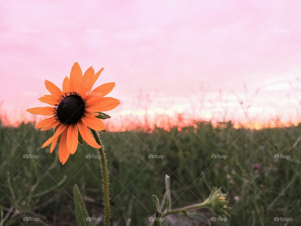 Wildflower at sunset.