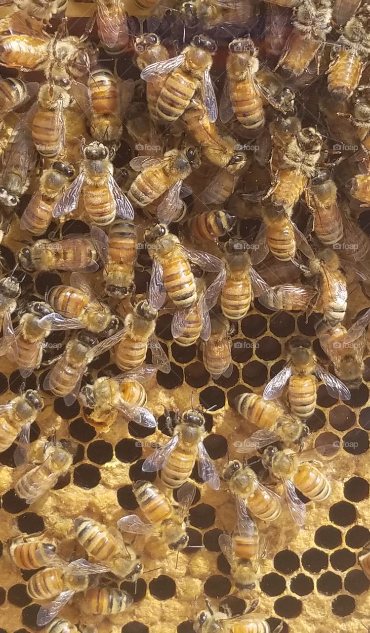 Honey Bees in Hive