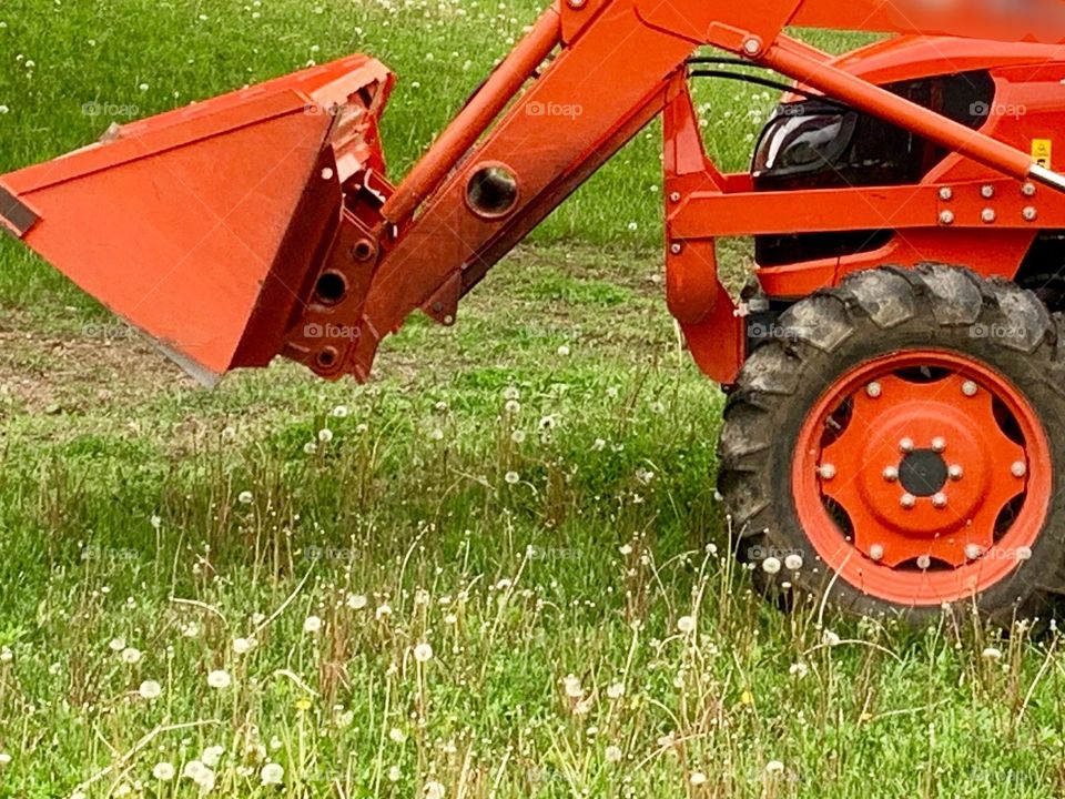 Isolated view of a bright orange tractor in a field of dandelions that have gone to seed