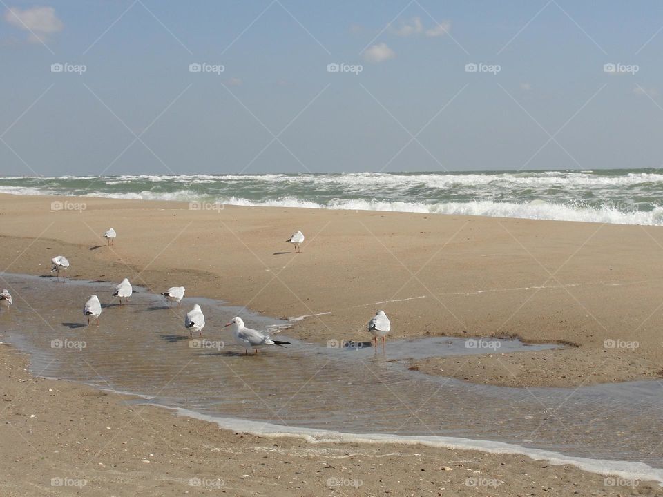 Seagulls on the sea coast