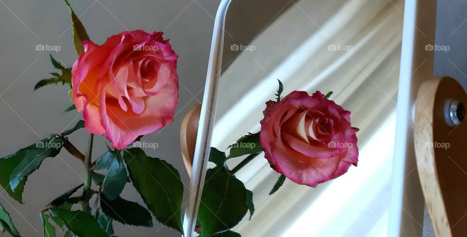 flower in the mirror