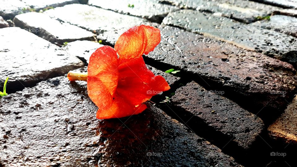 Down came the rain,  down came the flower